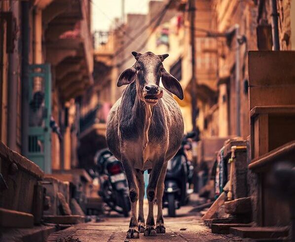 Cows in India